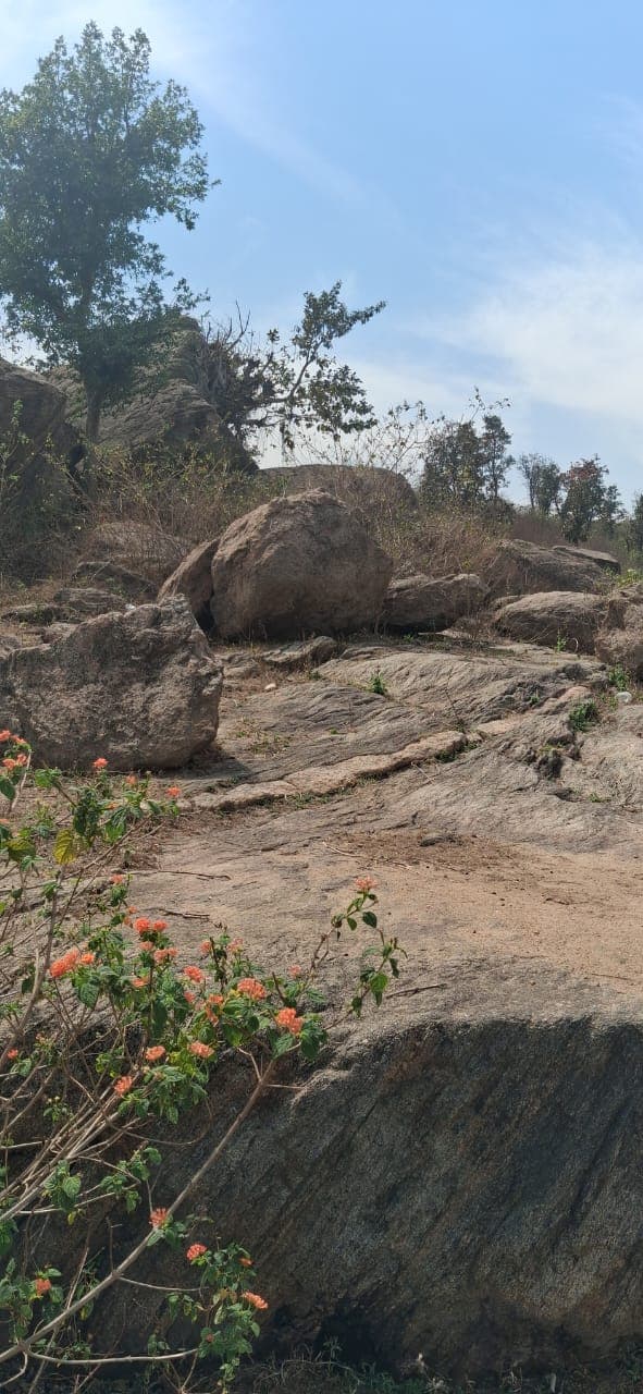 Boulders with natural flora